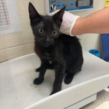 Coco Puff 26-08-040 -  Domestic Short Hair Cat for Adoption in Bastrop, Texas - Coco Puff 26-08-040 | PetCurious