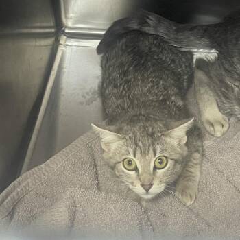 Athena - Barn Kitten -  Domestic Short Hair Cat for Adoption in Flagstaff, Arizona - Athena - Barn Kitten | PetCurious