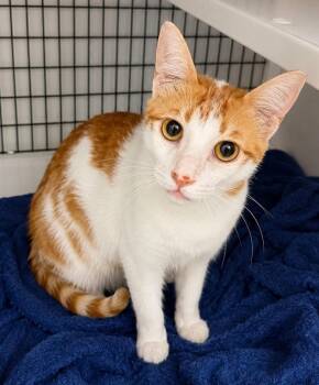 Sunny -  Domestic Short Hair Cat for Adoption in Trenton, New Jersey - Sunny | PetCurious