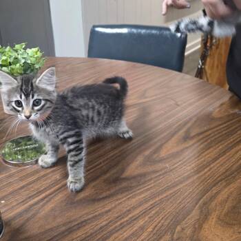 Oregano -  Domestic Medium Hair Cat for Adoption in Clanton, Alabama - Oregano | PetCurious