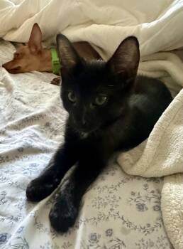 Vanilla -  Domestic Short Hair Cat for Adoption in Plymouth, Michigan - Vanilla | PetCurious