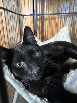 Rescue Domestic Short Hair Cats for Adoption in Albany, Wisconsin - Leonard | PetCurious
