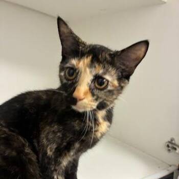 Colby -  Domestic Short Hair Cat for Adoption in Jeffersonville, Indiana - Colby | PetCurious