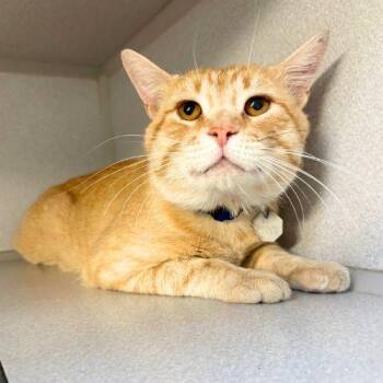 GLENN -  Domestic Short Hair Cat for Adoption in Aurora, Colorado - GLENN | PetCurious