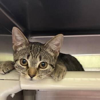 Athena -  Domestic Short Hair Cat for Adoption in Gainesville, Georgia - Athena | PetCurious