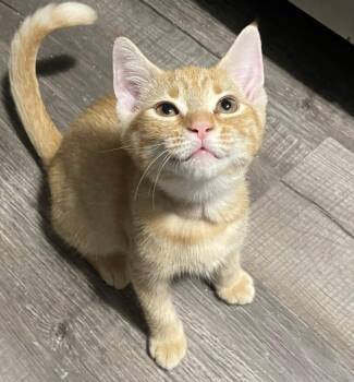 Marigold -  Domestic Short Hair Cat for Adoption in Smithfield, North Carolina - Marigold | PetCurious