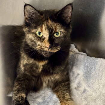 Rescue Domestic Medium Hair and Tortoiseshell Cats for Adoption in Winchendon, Massachusetts - Lucy | PetCurious