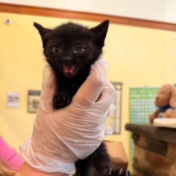 Xbox -  Domestic Short Hair Cat for Adoption in Lynchburg, Virginia - Xbox | PetCurious