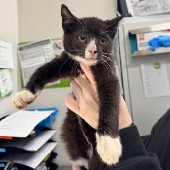 Conecuh Sausage -  Domestic Short Hair Cat for Adoption in Columbiana, Alabama - Conecuh Sausage | PetCurious