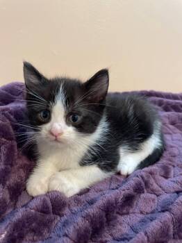 Vincent -  Domestic Short Hair Cat for Adoption in Island Lake, Illinois - Vincent | PetCurious