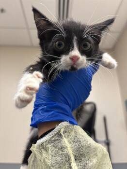 MOOMOO -  Domestic Short Hair Cat for Adoption in Las Vegas, Nevada - MOOMOO | PetCurious