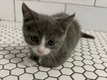 Domestic Short Hair Cats Available for Adoption in Orlando, Florida - Peep | PetCurious
