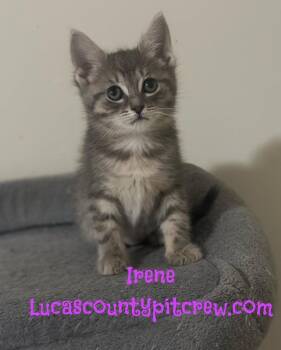 Tabby and Domestic Short Hair Cats Available for Adoption in Toledo, Ohio - Irene | PetCurious