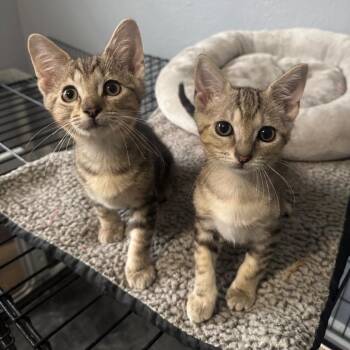 Danny -  Domestic Short Hair Cat for Adoption in Orlando, Florida - Danny | PetCurious