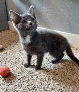 Sally Carrera -  Domestic Short Hair Cat for Adoption in Rochester, Washington - Sally Carrera | PetCurious