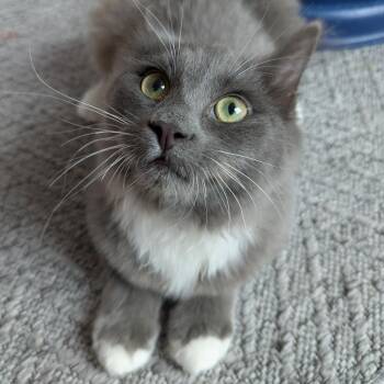 Zig Zag26 -  Domestic Medium Hair Cat for Adoption in Youngsville, North Carolina - Zig Zag26 | PetCurious
