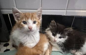 Rescue Tuxedo Cats for Adoption in Hickory, North Carolina - Sam & Charlie | PetCurious