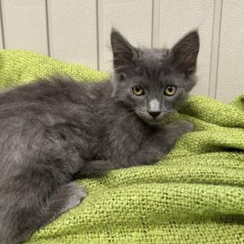 Soot -  Domestic Short Hair Cat for Adoption in Long Beach, California - Soot | PetCurious