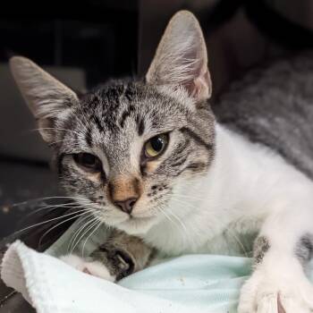 Patrick Mahomes -  Domestic Short Hair Cat for Adoption in Austin, Texas - Patrick Mahomes | PetCurious