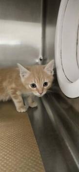 PEPPER -  Domestic Short Hair Cat for Adoption in Albuquerque, New Mexico - PEPPER | PetCurious