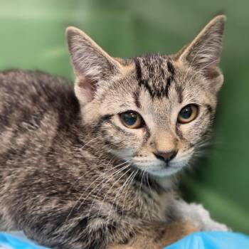 Midge -  Domestic Short Hair Cat for Adoption in Sarasota, Florida - Midge | PetCurious