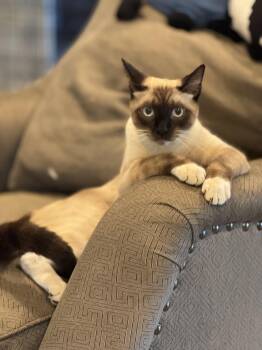 Simon -  Siamese Cat for Adoption in Sacramento, California - Simon | PetCurious