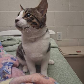 Turnip -  Domestic Short Hair Cat for Adoption in Murray, Utah - Turnip | PetCurious
