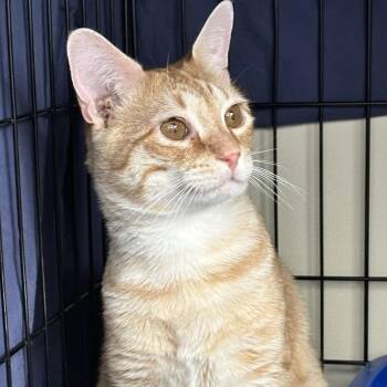 Ryder -  Domestic Short Hair Cat for Adoption in Concord, New Hampshire - Ryder | PetCurious