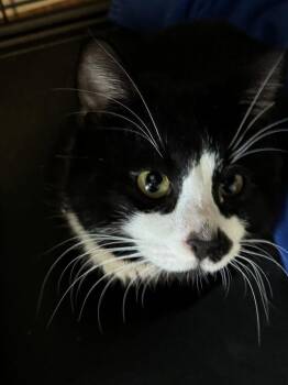 Tux -  Domestic Short Hair Cat for Adoption in St. Peters, Missouri - Tux | PetCurious