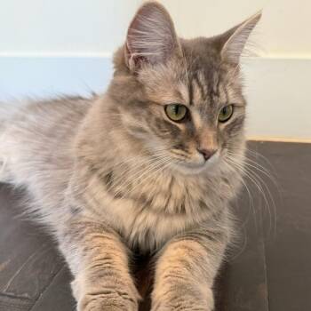 Zelda -  Domestic Medium Hair Cat for Adoption in Los Angeles, California - Zelda | PetCurious