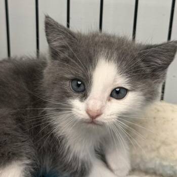 Peedy -  Domestic Medium Hair Cat for Adoption in Las Vegas, Nevada - Peedy | PetCurious