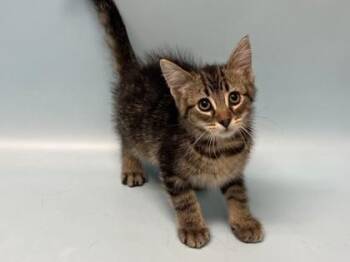 Saturn -  Domestic Short Hair Cat for Adoption in Woodbury, Minnesota - Saturn | PetCurious