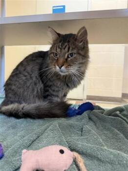 Rescue Domestic Medium Hair and Domestic Short Hair Cats for Adoption in Hutchinson, Kansas - Reginald | PetCurious