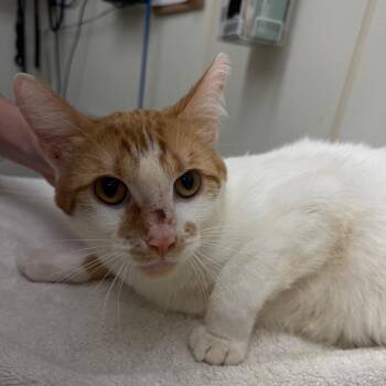 Marshall -  Domestic Short Hair Cat for Adoption in Oshkosh, Wisconsin - Marshall | PetCurious