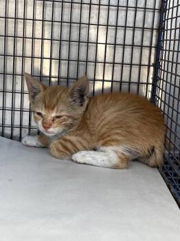 YUCA -  Domestic Short Hair Cat for Adoption in Doral, Florida - YUCA | PetCurious