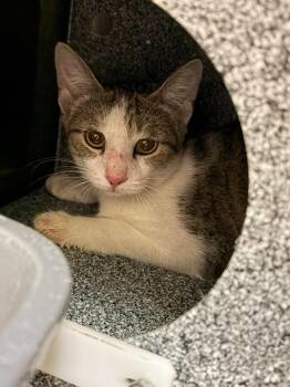 Bridget -  Domestic Short Hair Cat for Adoption in Rockwall, Texas - Bridget | PetCurious