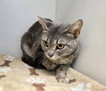 Domestic Short Hair Cats Available for Adoption in Texas City, Texas - MR. SQUEAKS | PetCurious