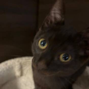 Batman -  Domestic Short Hair Cat for Adoption in Buffalo, New York - Batman | PetCurious