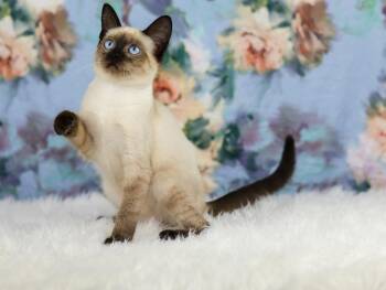 Angela -  Siamese Cat for Adoption in Lewisburg, Tennessee - Angela | PetCurious