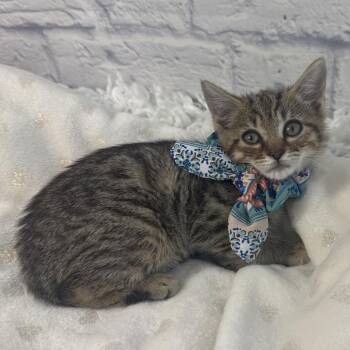 Creamsicle -  Domestic Short Hair Cat for Adoption in Harrisonburg, Virginia - Creamsicle | PetCurious