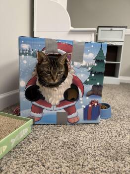 Rescue Tabby Cats for Adoption in Lawrenceville, Georgia - Blossom | PetCurious
