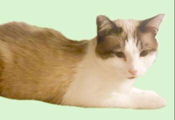 Rescue Domestic Short Hair Cats for Adoption in Price, Utah - Sassy | PetCurious