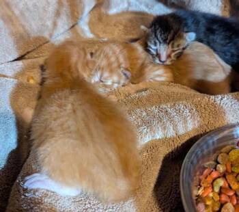 Domestic Long Hair Cats Available for Adoption - Gigi | PetCurious