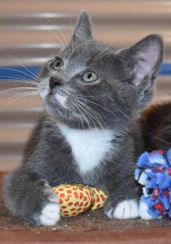 Grizz (with Sprout) -  Domestic Short Hair Cat for Adoption in Silverton, Oregon - Grizz (with Sprout) | PetCurious