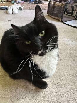 Rescue Domestic Long Hair Cats for Adoption in Glenfield, New York - Ash | PetCurious