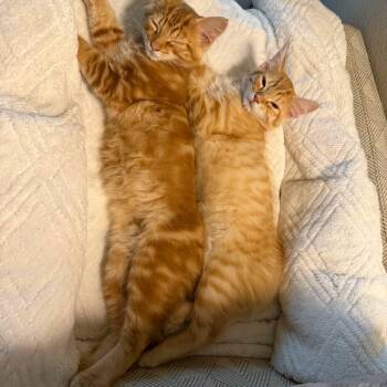Clementine & Milo -  Tabby and Domestic Short Hair Cat for Adoption in Gladstone, Oregon - Clementine & Milo | PetCurious