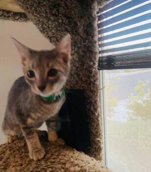 Mara -  Domestic Short Hair Cat for Adoption in Las Vegas, Nevada - Mara | PetCurious
