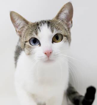 Siamese and Turkish Van Cats Available for Adoption in Bedford Hills, New York - Esparita Is Extra EXTRA Special - Bi-COLOR EYES! EPIC SWEET - KI | PetCurious