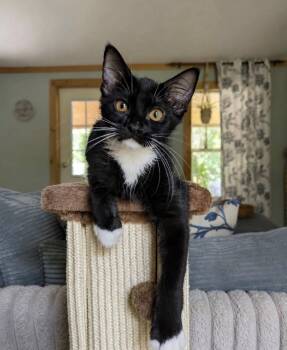 Connor -  Domestic Long Hair Cat for Adoption in The Woodlands, Texas - Connor | PetCurious