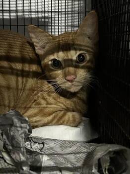 Giulia -  Domestic Short Hair Cat for Adoption in Austin, Texas - Giulia | PetCurious